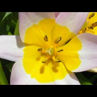 Tulipa Saxatilis (fam. Liliacees) (Crete) (12)